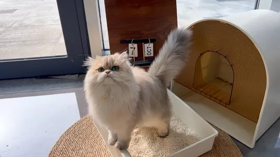 OEM/ODM Pet Litter Supply Customized Color Odor Easy Dissolve Easy Clump Colorful Tofu Cat Litter Nala Kitten Sand 